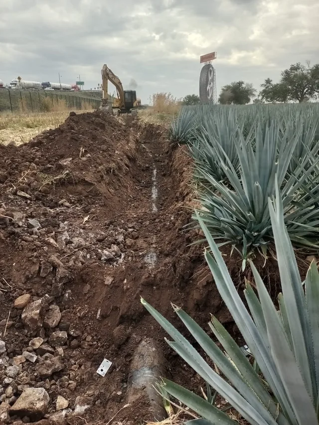 Excavación de un ducto a través de un campo de agave